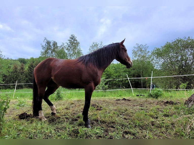 American Quarter Horse Mare 7 years 14,1 hh Brown in Großalmerode
