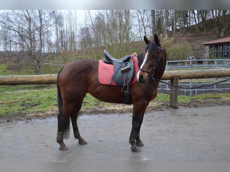 American Quarter Horse Mare 7 years 14,1 hh Brown in Großalmerode