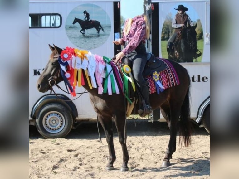 American Quarter Horse Mare 7 years 14.1 hh Brown in Oranienburg