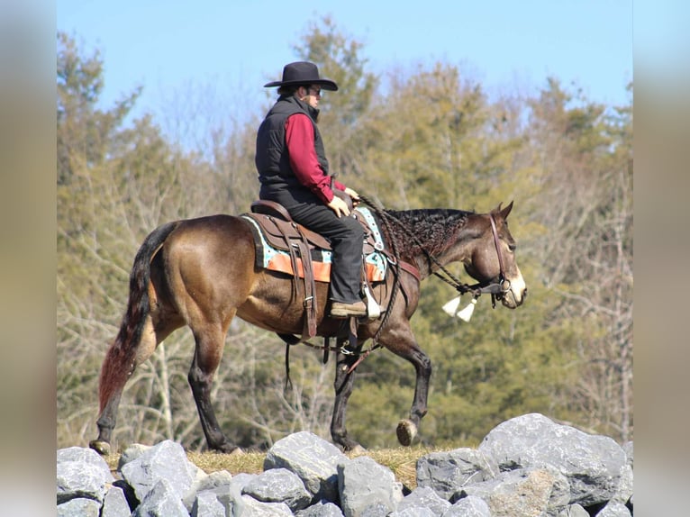 American Quarter Horse Mare 7 years 14,1 hh Buckskin in Rebersburg, PA