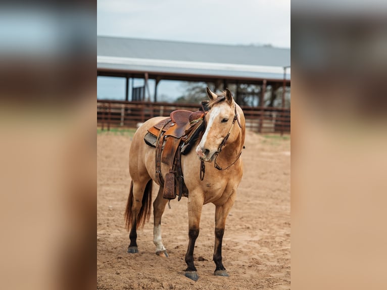 American Quarter Horse Mare 7 years 14.1 hh Buckskin in Normangee