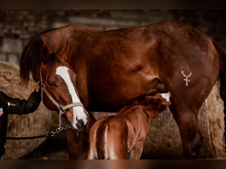 American Quarter Horse Mare 7 years 14.1 hh Chestnut in Świerklaniec