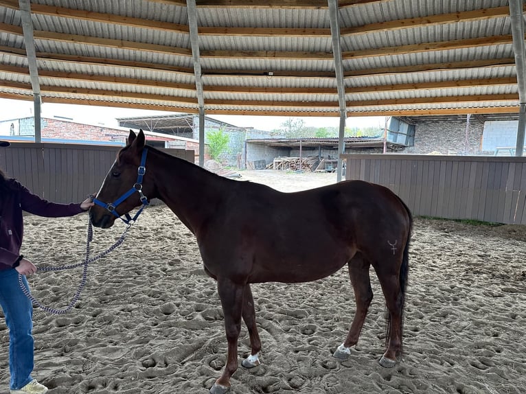 American Quarter Horse Mare 7 years 14.1 hh Chestnut in Świerklaniec