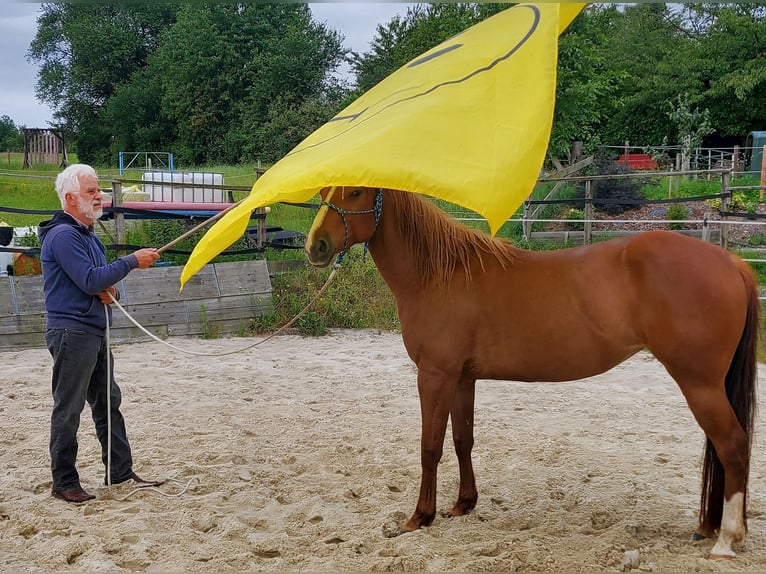 American Quarter Horse Mare 7 years 14.1 hh Chestnut-Red in Müglitztal