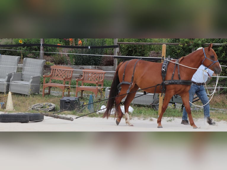 American Quarter Horse Mare 7 years 14.1 hh Chestnut-Red in Müglitztal