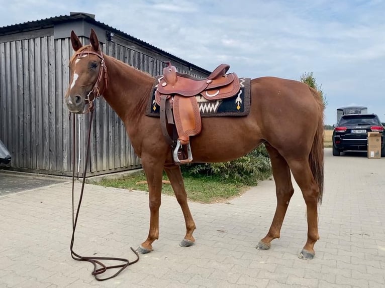 American Quarter Horse Mare 7 years 14,1 hh Chestnut-Red in Kaarst