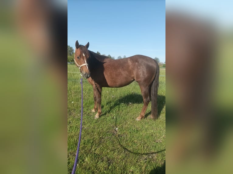 American Quarter Horse Mare 7 years 14.1 hh Chestnut in Wertheim