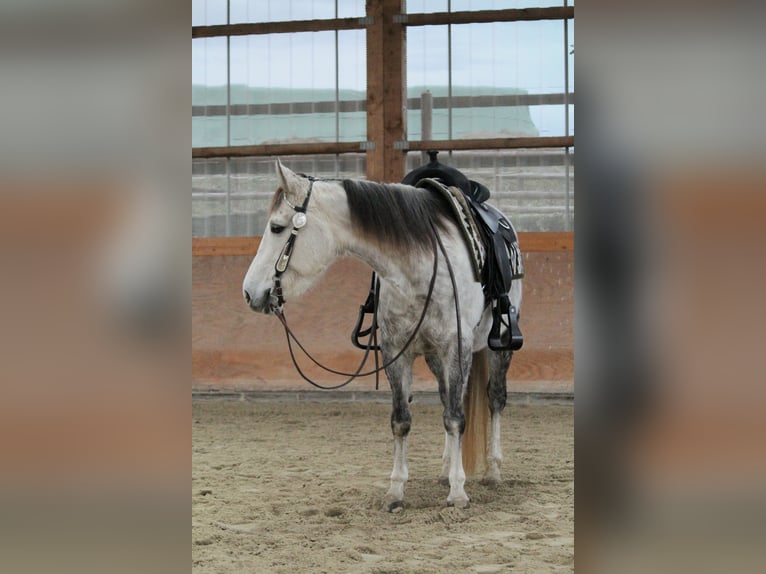 American Quarter Horse Mare 7 years 14,1 hh Gray-Dapple in Nidderau