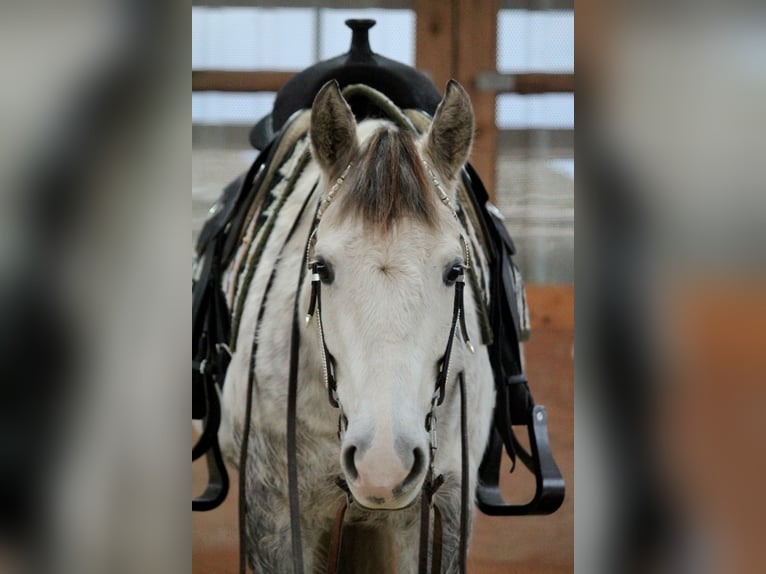 American Quarter Horse Mare 7 years 14,1 hh Gray-Dapple in Nidderau