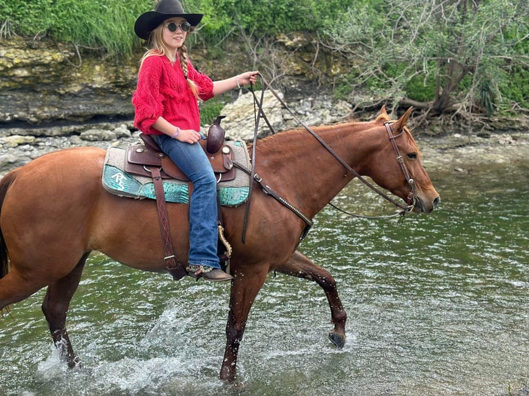 American Quarter Horse Mare 7 years 14,1 hh Sorrel in Pilot Point