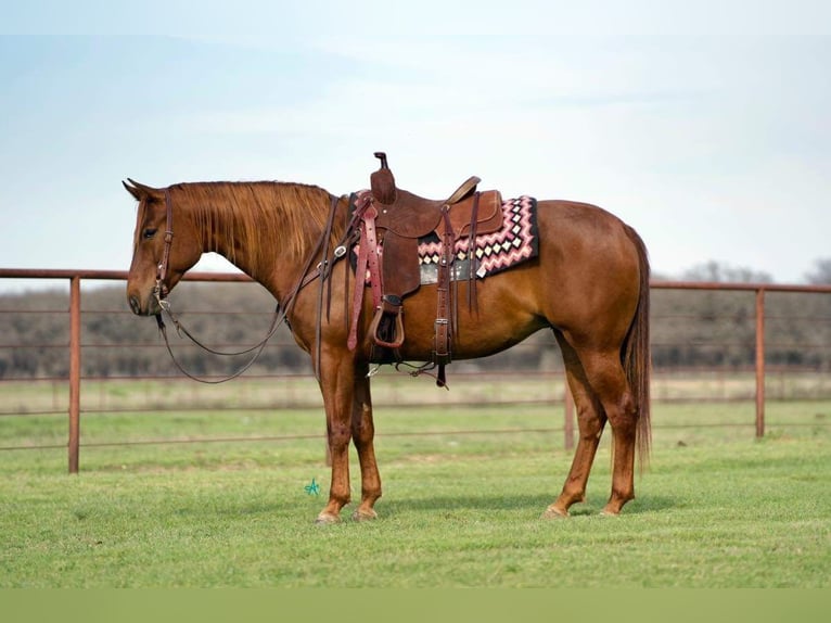 American Quarter Horse Mare 7 years 14,1 hh Sorrel in Pilot Point