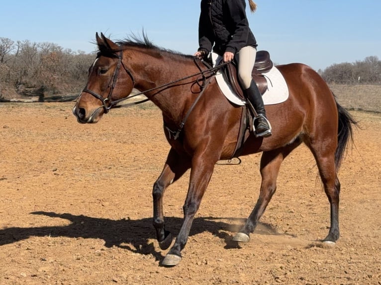 American Quarter Horse Mare 7 years 14.2 hh Bay in Cleburne