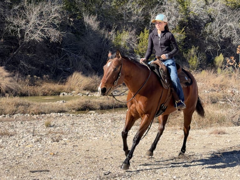 American Quarter Horse Mare 7 years 14.2 hh Bay in Cleburne