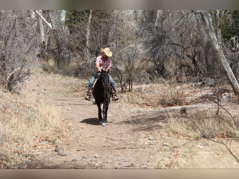 American Quarter Horse Mare 7 years 14,2 hh Black in Camp Verrde AZ