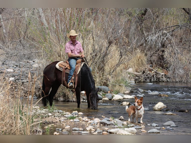 American Quarter Horse Mare 7 years 14,2 hh Black in Camp Verrde AZ