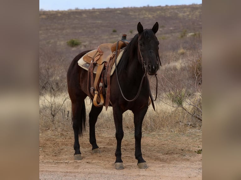 American Quarter Horse Mare 7 years 14,2 hh Black in Camp Verrde AZ