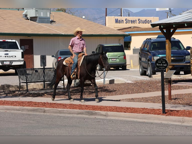 American Quarter Horse Mare 7 years 14,2 hh Black in Camp Verrde AZ