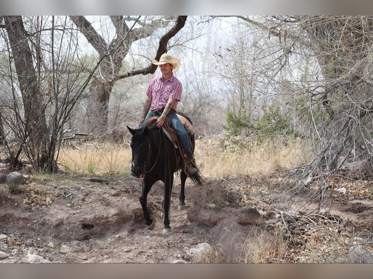 American Quarter Horse Mare 7 years 14,2 hh Black in Camp Verrde AZ