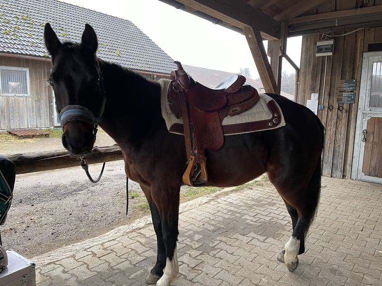 American Quarter Horse Mare 7 years 14,2 hh Brown in Pörnbach