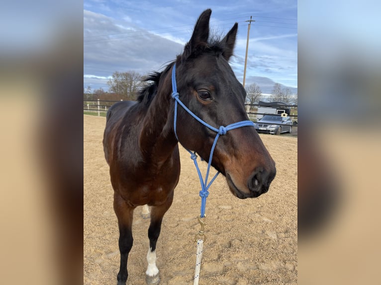 American Quarter Horse Mare 7 years 14,2 hh Brown in Pörnbach