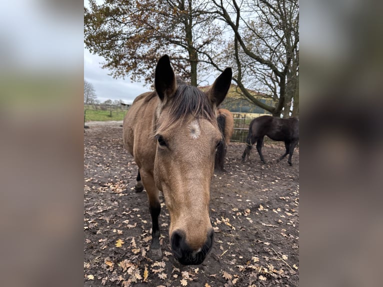 American Quarter Horse Mare 7 years 14.2 hh Buckskin in Möllenhagen