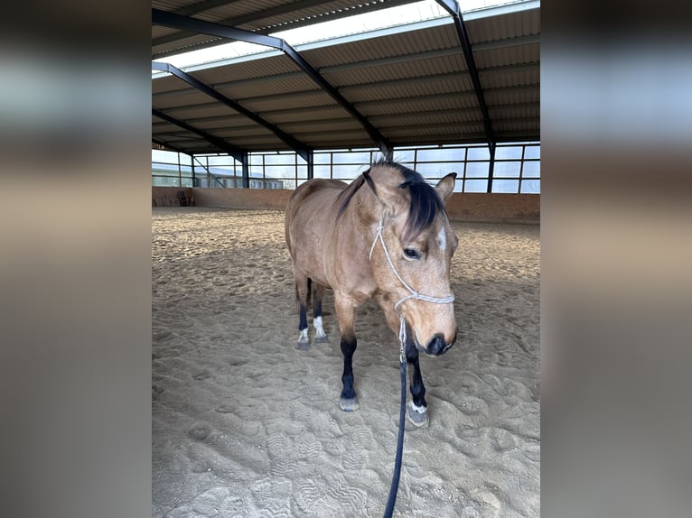 American Quarter Horse Mare 7 years 14.2 hh Buckskin in Möllenhagen
