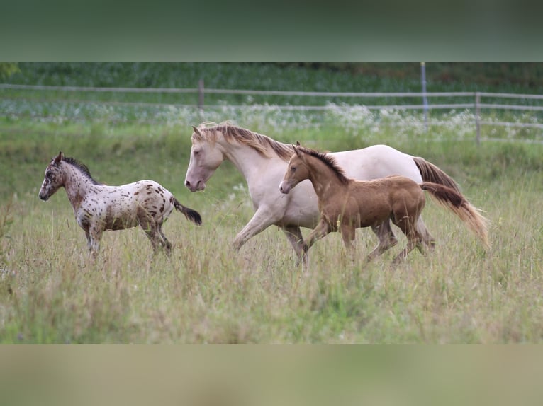 American Quarter Horse Mare 7 years 14.2 hh Champagne in Waldshut-Tiengen