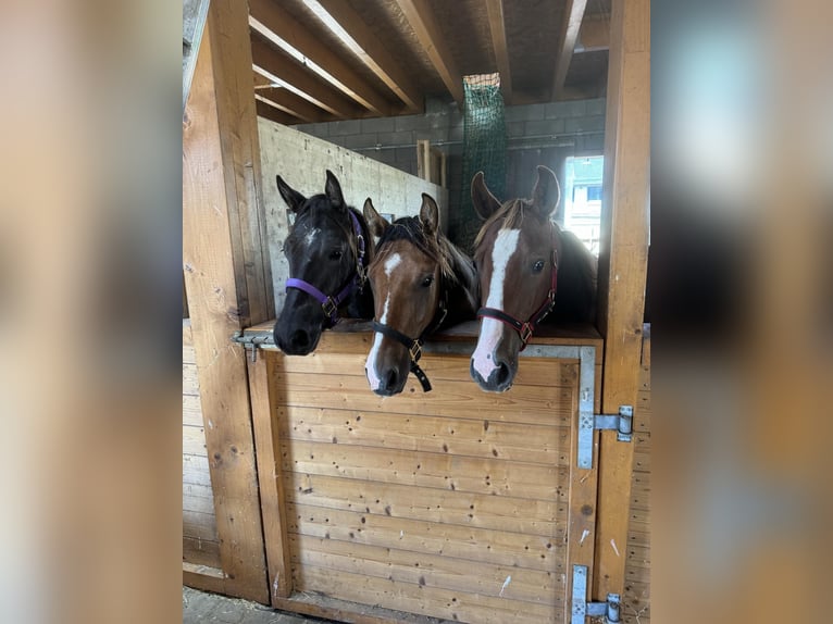 American Quarter Horse Mare 7 years 14,2 hh Chestnut-Red in Daleiden