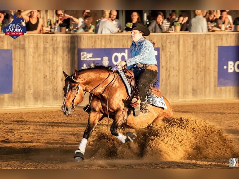 American Quarter Horse Mare 7 years 14,2 hh Chestnut-Red in Vorstenbosch