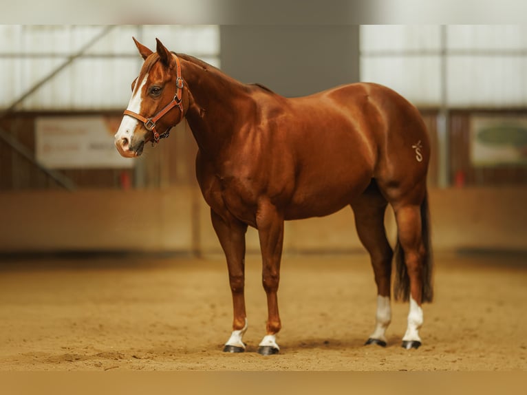 American Quarter Horse Mare 7 years 14.2 hh Chestnut in Kozlovice