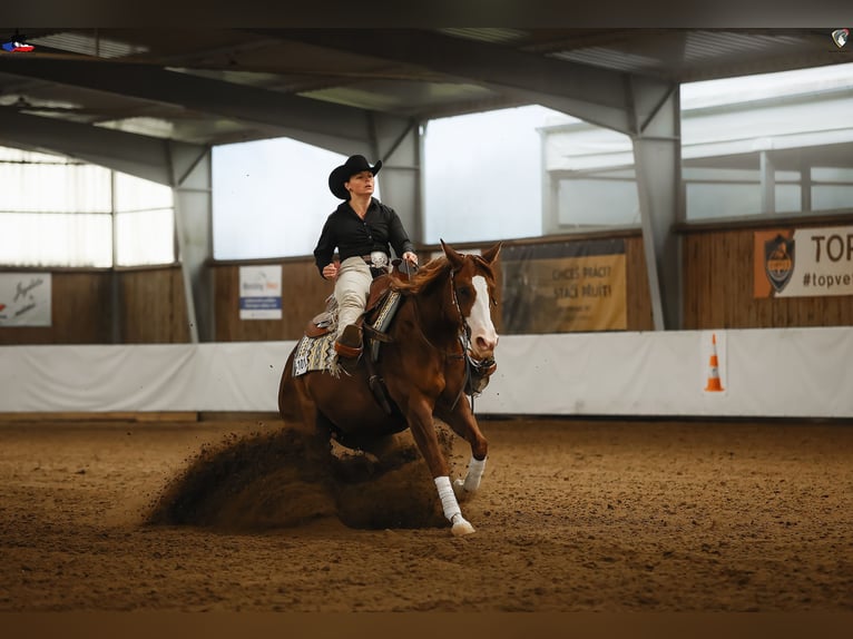 American Quarter Horse Mare 7 years 14.2 hh Chestnut in Kozlovice