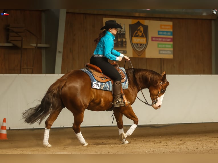 American Quarter Horse Mare 7 years 14.2 hh Chestnut in Kozlovice