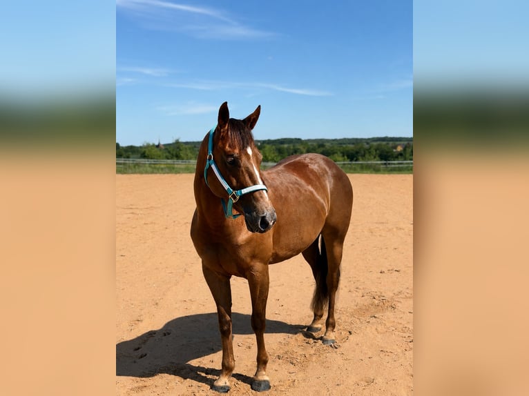 American Quarter Horse Mare 7 years 14.2 hh Chestnut in Wertheim
