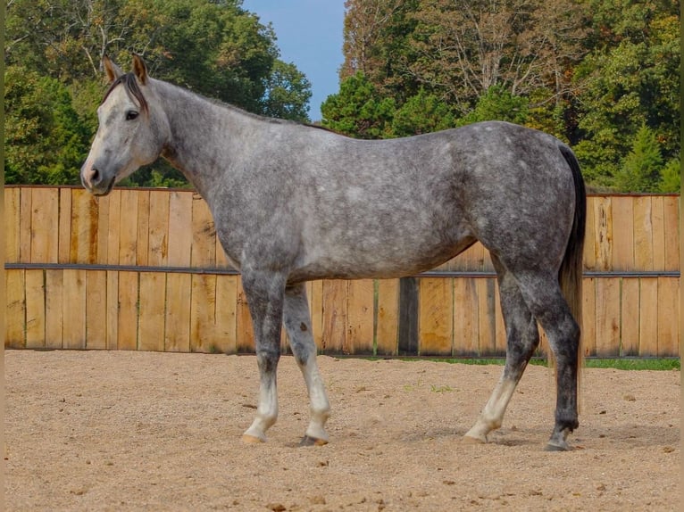 American Quarter Horse Mare 7 years 14,2 hh Grey in Summersville