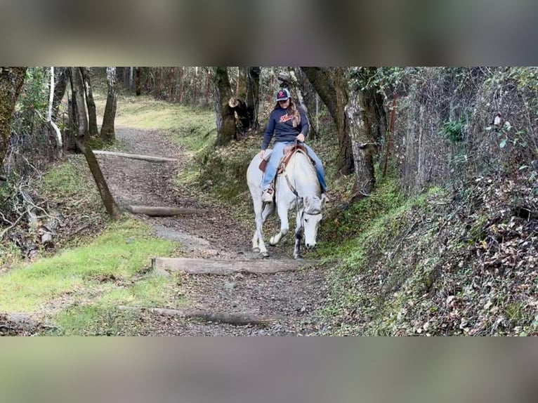 American Quarter Horse Mare 7 years 14.2 hh Grey in Bitterwater, CA