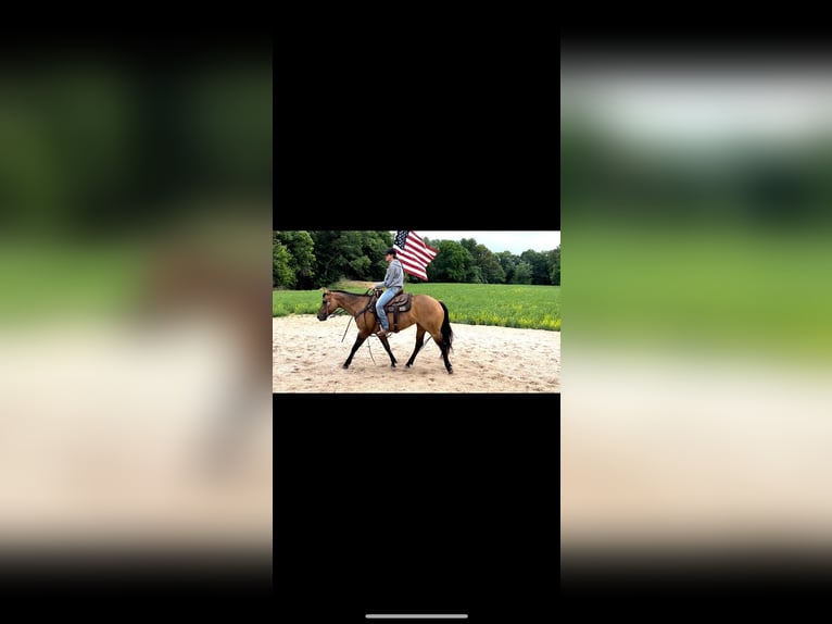 American Quarter Horse Mare 7 years 14,2 hh Grullo in Vandalia, IL