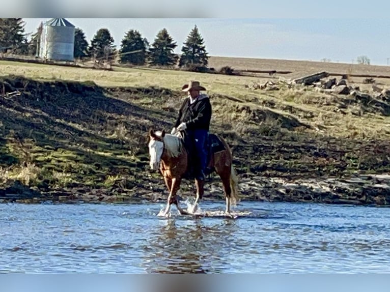 American Quarter Horse Mare 7 years 14,2 hh Palomino in Sheffield