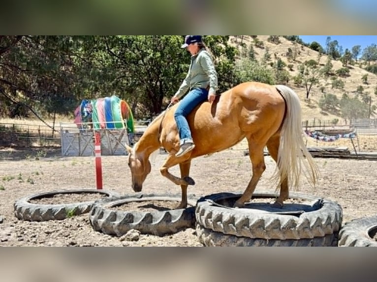 American Quarter Horse Mare 7 years 14.2 hh Palomino in King City