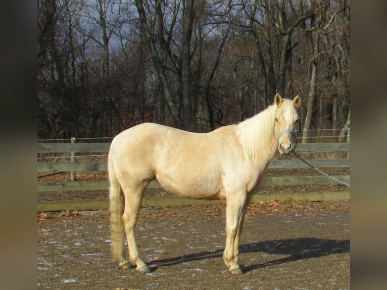 American Quarter Horse Mare 7 years 14,2 hh Palomino in Burgettstown, PA