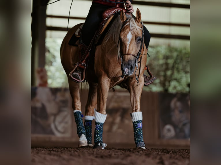 American Quarter Horse Mare 7 years 14.2 hh Palomino in Balingen