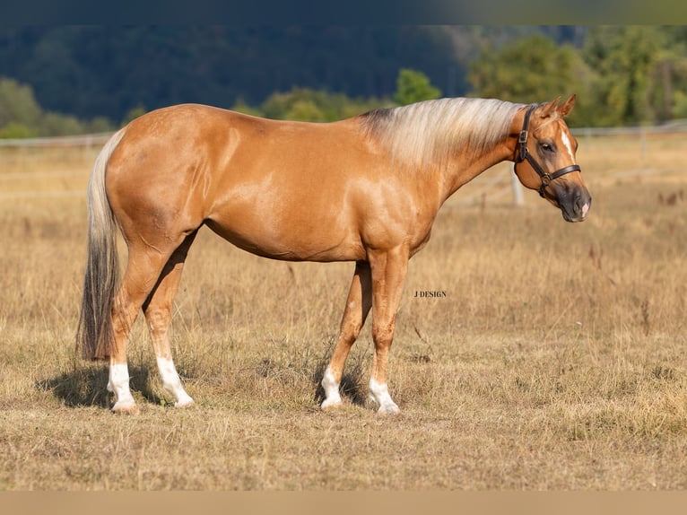 American Quarter Horse Mare 7 years 14.2 hh Palomino in Balingen