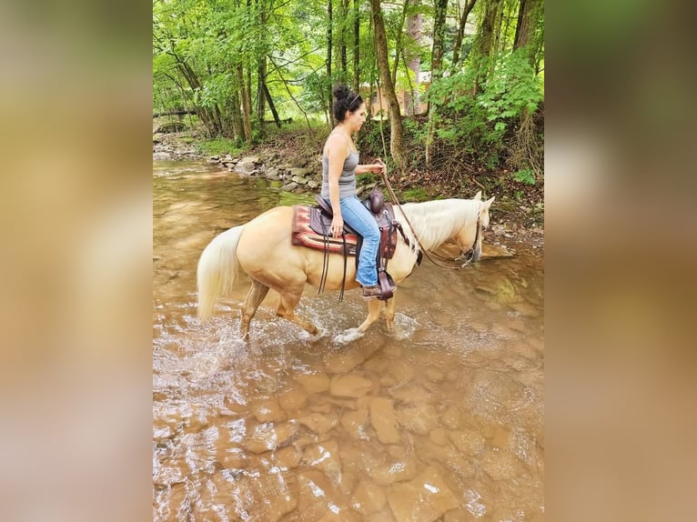 American Quarter Horse Mare 7 years 14,2 hh Palomino in Buffalo Mills, PA