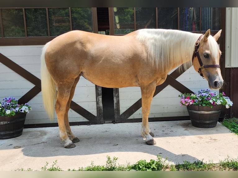 American Quarter Horse Mare 7 years 14,2 hh Palomino in Buffalo Mills, PA