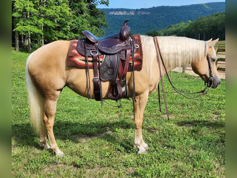 American Quarter Horse Mare 7 years 14,2 hh Palomino in Buffalo Mills, PA