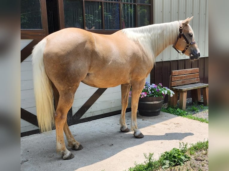 American Quarter Horse Mare 7 years 14,2 hh Palomino in Buffalo Mills, PA