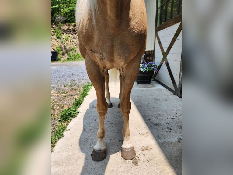 American Quarter Horse Mare 7 years 14,2 hh Palomino in Buffalo Mills, PA