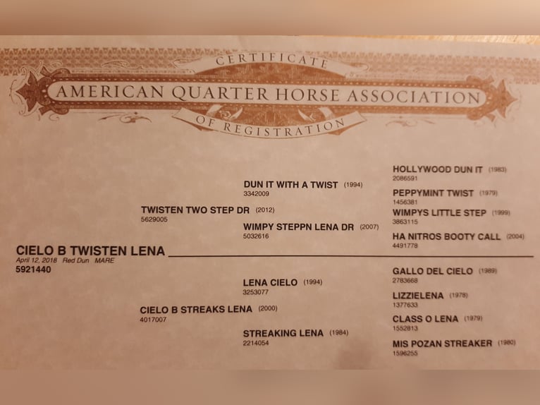 American Quarter Horse Mare 7 years 14,2 hh Red Dun in Kürten