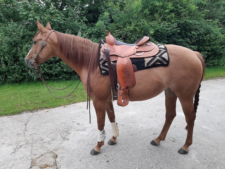 American Quarter Horse Mare 7 years 14,2 hh Red Dun in Kürten