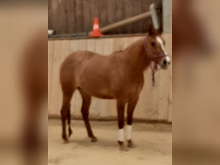 American Quarter Horse Mare 7 years 14,2 hh Red Dun in Kürten