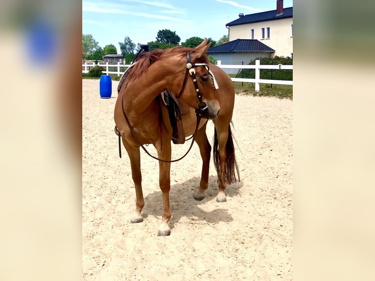 American Quarter Horse Mare 7 years 14,2 hh Sorrel in Osterburg